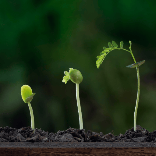 Wachstum einer Pflanze 1fachjetzt